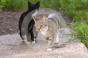 A gray cat is walking along a concrete slab and a second black cat is sitting behind its head.