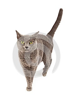 Gray Cat Walking