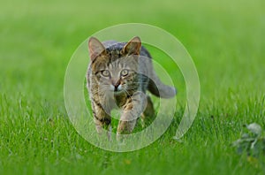 Gray cat walking on green grass