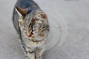 Gray cat walks on the asphalt path on the street