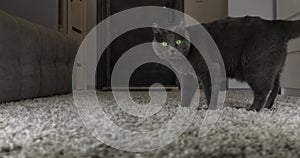 Gray cat walks on the carpet