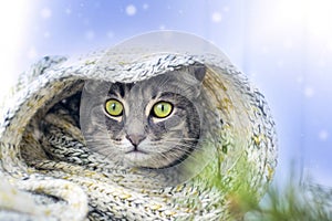 Gray cat in a warm knit wool scarf on blue background with snow