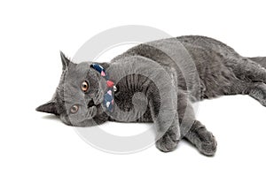 gray cat wearing a collar with bow and jingle on a white background