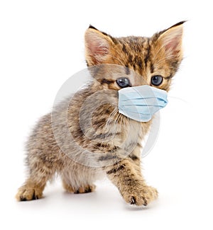 Gray cat wearing medical face mask