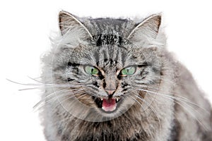 Gray cat on white background isolate