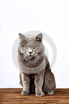 Gray cat on a white background, scottish straight cat look in camera