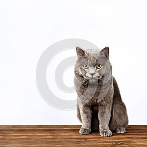 Gray cat on a white background, scottish straight cat look in camera