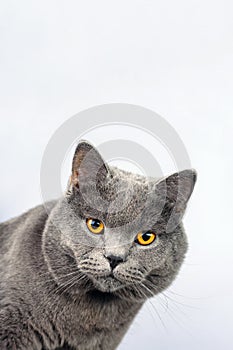 Gray cat on a white background, scottish straight cat look in camera