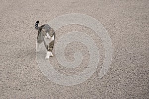 Gray cat with white spots walking on the road