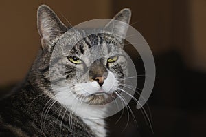 Gray Cat With White Tufts Glaring And Sticking Out Its Tongue