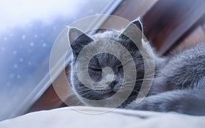 gray cat in the window with raindrops