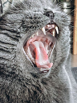 Gray cat on the windowsill in the home interior. Mustachioed pet. Idea for photo wallpapers.