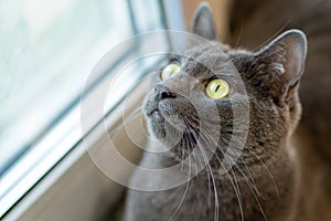 Gray cat on the windowsill looks out the window in surprise