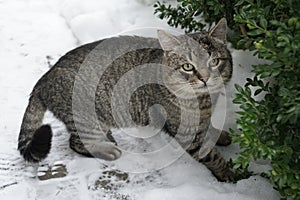 Gray cat. Winter, January. Snow. Green cat eyes.