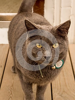 Gray Cat on Wooden Deck