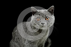 Gray cat with yellow eyes on a black background