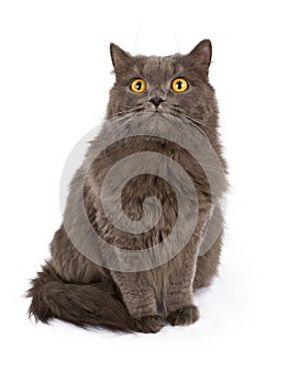 Gray cat with yellow eyes isolated on white photo