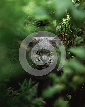 Gray cat with yellow eyes looking at camera behind growing plants