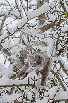 A gray cat with yellow eyes makes his way along a snow-covered pear tree.