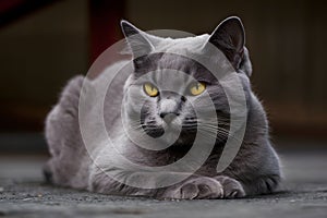 Gray cat with yellow eyes in a serene pose exudes tranquility and captivates with soft features