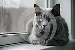 Gray cat with yellow eyes sits calmly on a window sill, exuding tranquil elegance