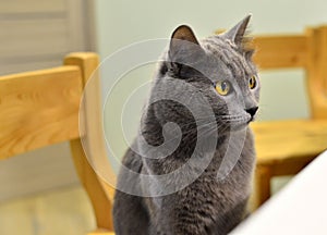 Gray cat with yellow eyes sits on a chair