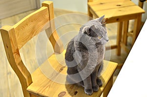 Gray cat with yellow eyes sits on a chair