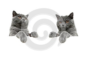 gray cat with yellow eyes on a white background sits behind a white banner