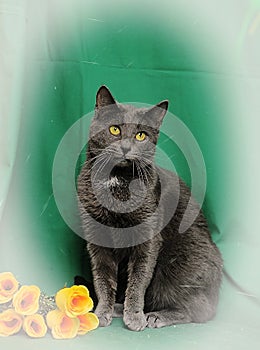Gray cat with yellow roses