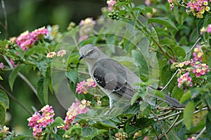Gray Catbird