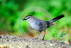 Gray Catbird