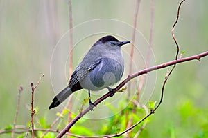 Gray Catbird