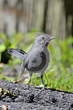 Gray Catbird