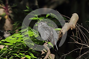 Gray Catbird