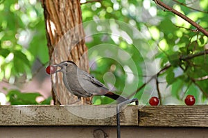 Gray Catbird
