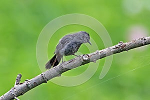 Gray Catbird