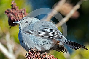 Gray Catbird