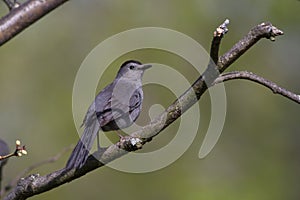 Gray Catbird