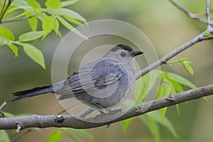 Gray Catbird