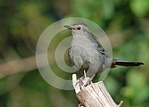 Gray Catbird