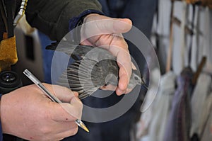 Gray Catbird being examined for banding