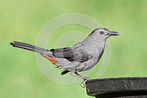 Gray Catbird on a Bird Bath