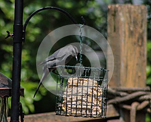 Gray Catbird on Bird Feeder Getting Food