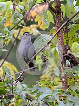 Gray Catbird bird perched on a branch of a tree in a sunny outdoor setting