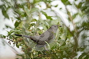 A Gray Catbird bird perched on a tree branch in summer Florida shrubs