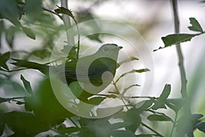 A Gray Catbird bird perched on a tree branch in summer Florida shrubs