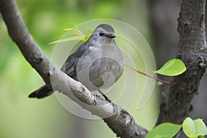 Gray Catbird on branch horizontal