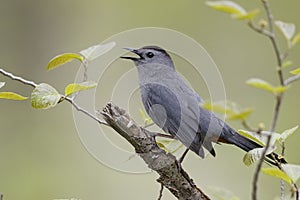 Gray Catbird Calling in Spring - Ontario, Canada