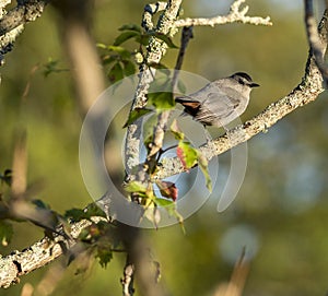 Gray Catbird catch light eye contact