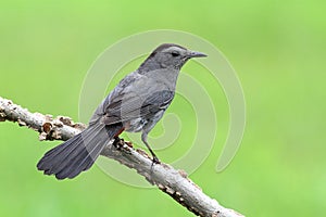 Gray Catbird Dumetella carolinensis